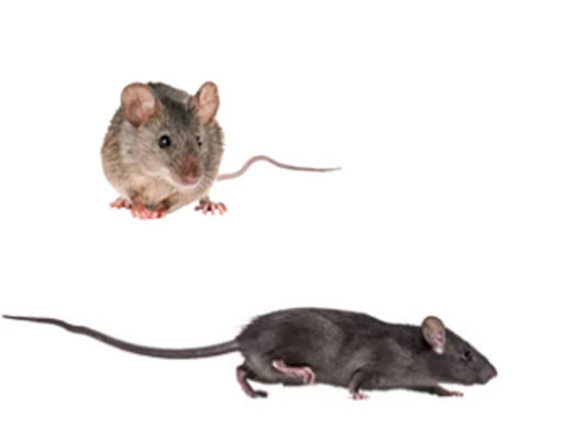 Ratten |  Mäuse