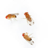 Naturid® Fruchtfliegenfalle 2 × 15 ml –...