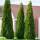 Thuja Smaragd Solitär 250-275cm am Ballen