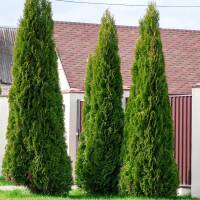 Thuja Smaragd Solitär 225-250cm am Ballen