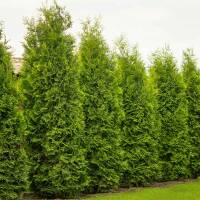Thuja Smaragd Solitär 200-225cm am Ballen