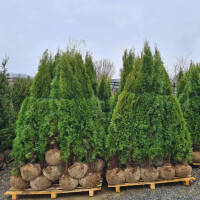 Thuja Smaragd 125-150cm am Ballen