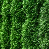 Thuja Smaragd 125-150cm am Ballen