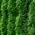 Thuja Smaragd 125-150cm am Ballen