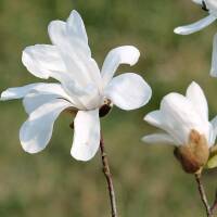 Kobus-Magnolie Hochstamm | 16-18cm StU mB