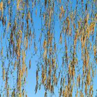 Heimische Birke 300-350cm am Ballen