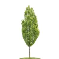 Säulen-Hainbuche Fastigiata Hochstamm | 12/14cm...