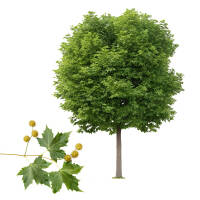 Kugel-Platane Alphens Globe Hochstamm 12/14 am Ballen