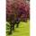 Rot-Dorn Pauls Scarlet Hochstamm | Stammumfang 14-16cm