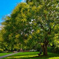 Blasenbaum Hochstamm | Stammumfang 10-12cm