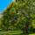 Blasenbaum Hochstamm | Stammumfang 10-12cm