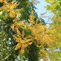 Blasenbaum Hochstamm | Stammumfang 12-14cm