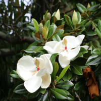 Immergr&uuml;ne Magnolie 175-200cm Solit&auml;r Heister...