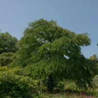 Japanischer Kuchenbaum Katsurabaum 150-175cm am Ballen