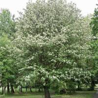 Schwedische Mehlbeere Hochstamm | Stammumfang 8-10cm