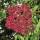 Tausendblütenstrauch - Bienenbaum 60-80cm im Co