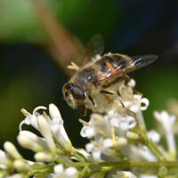 Tausendblütenstrauch - Bienenbaum 80-100cm im Co