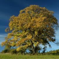 Berg-Ahorn- Acer pseudoplatanus Hochstamm Sth 180 12-14...