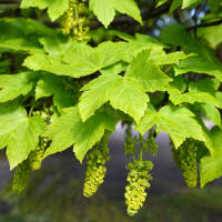 Berg-Ahorn- Acer pseudoplatanus Hochstamm Sth 180 12-14...