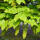 Berg-Ahorn- Acer pseudoplatanus Hochstamm Sth 180 12-14 StU mB 2v