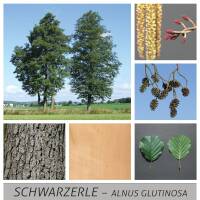 Grau-Erle- Alnus incana Hochstamm Sth 180 | 12-14cm...