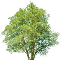 Grau-Erle- Alnus incana Hochstamm Sth 180 | 12-14cm...