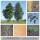 Grau-Erle- Alnus incana Hochstamm Sth 180 | 12-14cm Stammumfang am Ballen 2v