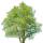 Grau-Erle- Alnus incana Hochstamm Sth 180 | 12-14cm Stammumfang am Ballen 2v