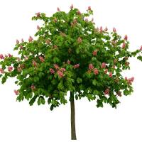 Scharlach-Rosskastanie Briotii Hochstamm | 8-10cm Stammumfang am Ballen