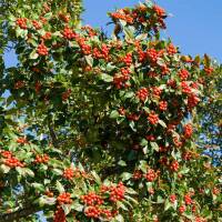 Apfel-Dorn Carrierei Hochstamm | Stammumfang 6-8cm
