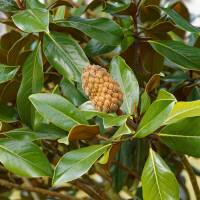 Immergrüne Magnolie Hochstamm | Stammumfang 6-8cm im Co