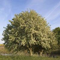 Echte Mehlbeere Hochstamm | Stammumfang 8-10cm