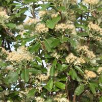 Echte Mehlbeere Hochstamm | Stammumfang 8-10cm