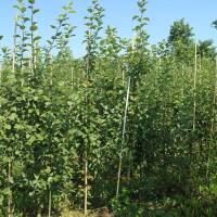 Zierapfel Evereste Solitär Heister 200-250 am Ballen