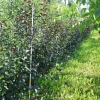Zierapfel Royalty Solitär Heister 200-250cm am Ballen