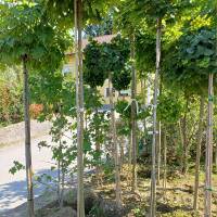Kugelsumpfeiche Green Dwarf Hochstamm | Stammumfang 10-12 mit Ballen