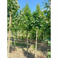 Elsbeere Hochstamm | Stammumfang 10-12cm