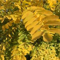 Gold-Robinie Frisia Hochstamm | Stammumfang 10-12cm am...