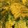 Gold-Robinie Frisia Hochstamm | Stammumfang 8-10cm am Ballen