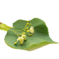Kugel-Linde Green Globe Hochstamm | 8-10cm Stammumfang am...