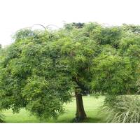 Hängender Schnurbaum Hochstamm | 14-16cm Stammumfang...