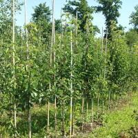 Chinesische Birne Chanticleer 150-200cm mB