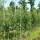 Chinesische Birne Chanticleer 150-200cm mB