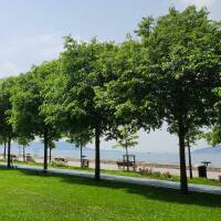 S&uuml;dlicher Z&uuml;rgelbaum Hochstamm 10-12cm...