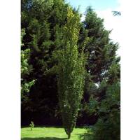 Säulen-Pappel Italica Hochstamm | Stammumfang 8-10cm