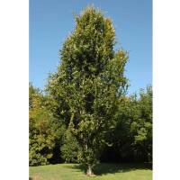 Säulen-Pappel Italica 150-200cm am Ballen