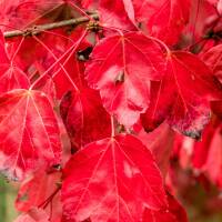 Rot-Ahorn ‘October Glory’ Hochstamm 10-12cm StU am Ballen