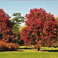 Rot-Ahorn ‘October Glory’ Hochstamm 10-12cm StU am Ballen
