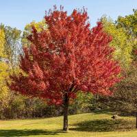 Rot-Ahorn ‘October Glory’ Hochstamm 10-12cm StU am Ballen