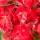 Rot-Ahorn ‘October Glory’ Hochstamm 10-12cm StU am Ballen